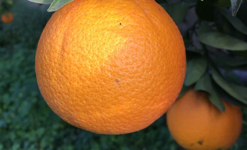 Biologische Sizilianische Orangen aus Ribera