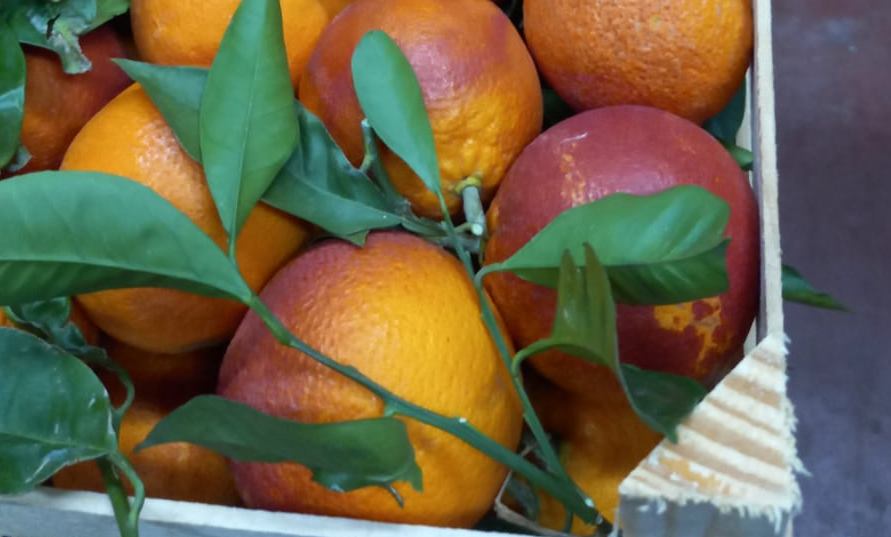 Biologische Sizilianische Orangen aus Ribera
